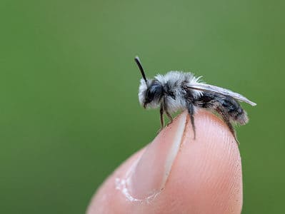 A Ashy Mining Bee