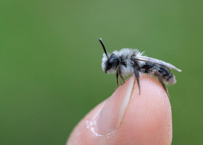 An ashy mining bee is in the right half of the frame perched on a light skinned thumb. The bee is facing frame left. It has a black body that is covered in white to gray hairs. Background is green isolate