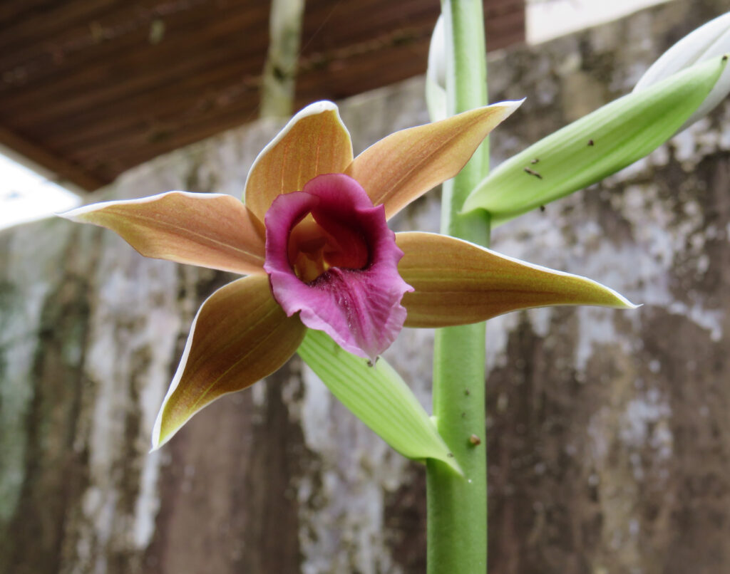 Nun's Hood Orchid (Phaius tankervilliae) - Types of Orchids