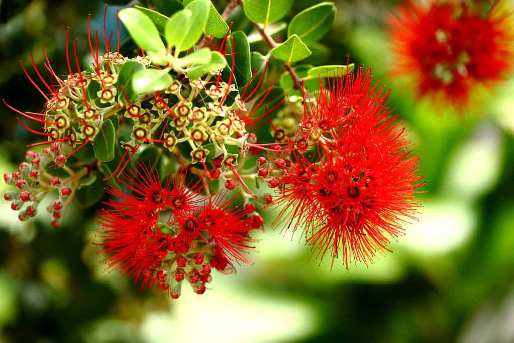 'Ohi'a lehua known as Metrosideros polymorpha is a native plant in Hawaii