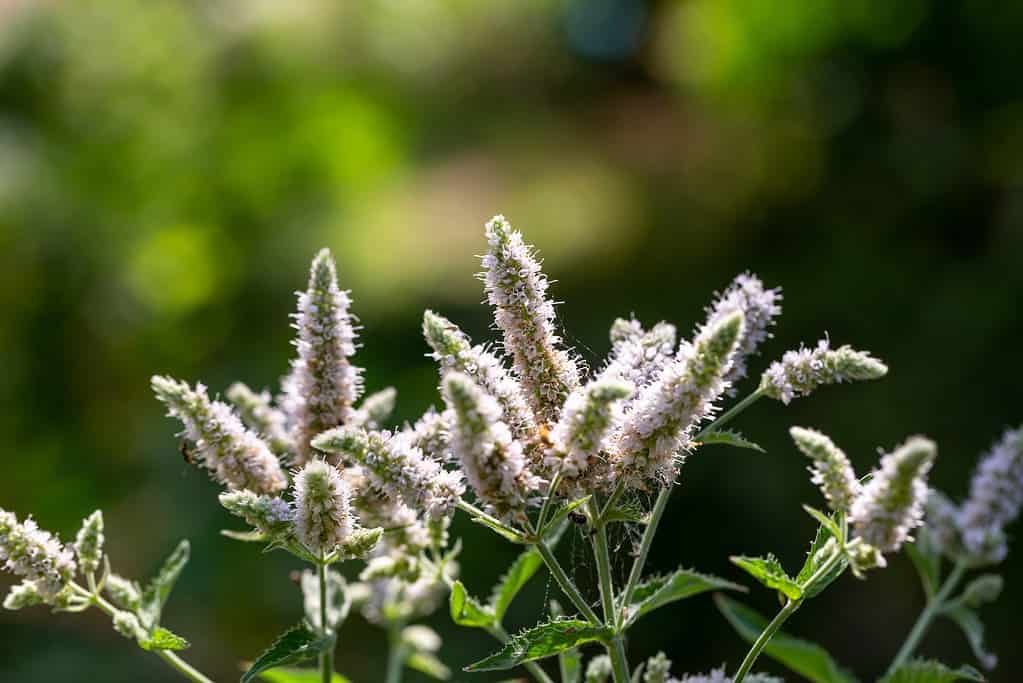 Blooming Mentha suaveolens in sunlight close-up photo. Small fluffy apple mint flowers on a sunny summer day.