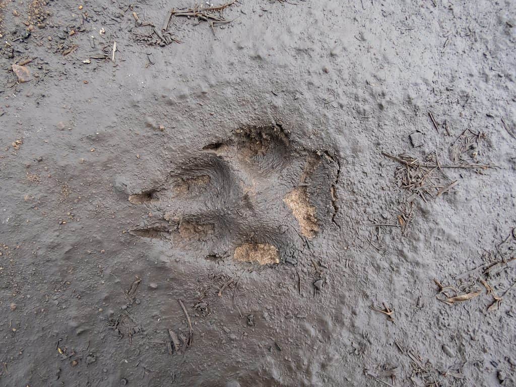 A red fox's track in the mud