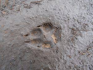 Fox Tracks: Identification Guide for Snow, Mud, and More - A-Z Animals