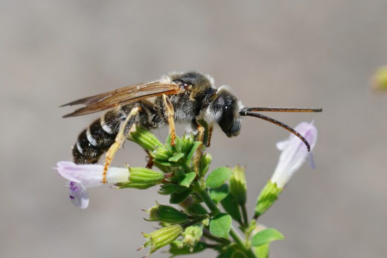 Closeup on a male of the Giant furrow bee, Halictus quadricinctus on top of a green plant with pink blooms. The bee is facing the right. The bee is primarily dark with think cream-colored band on its abdomen.