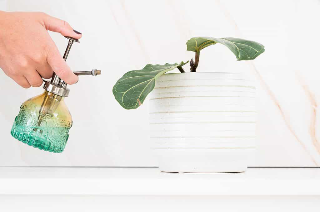Fiddle Leaf in White Pot Being Sprayed With Water Mister