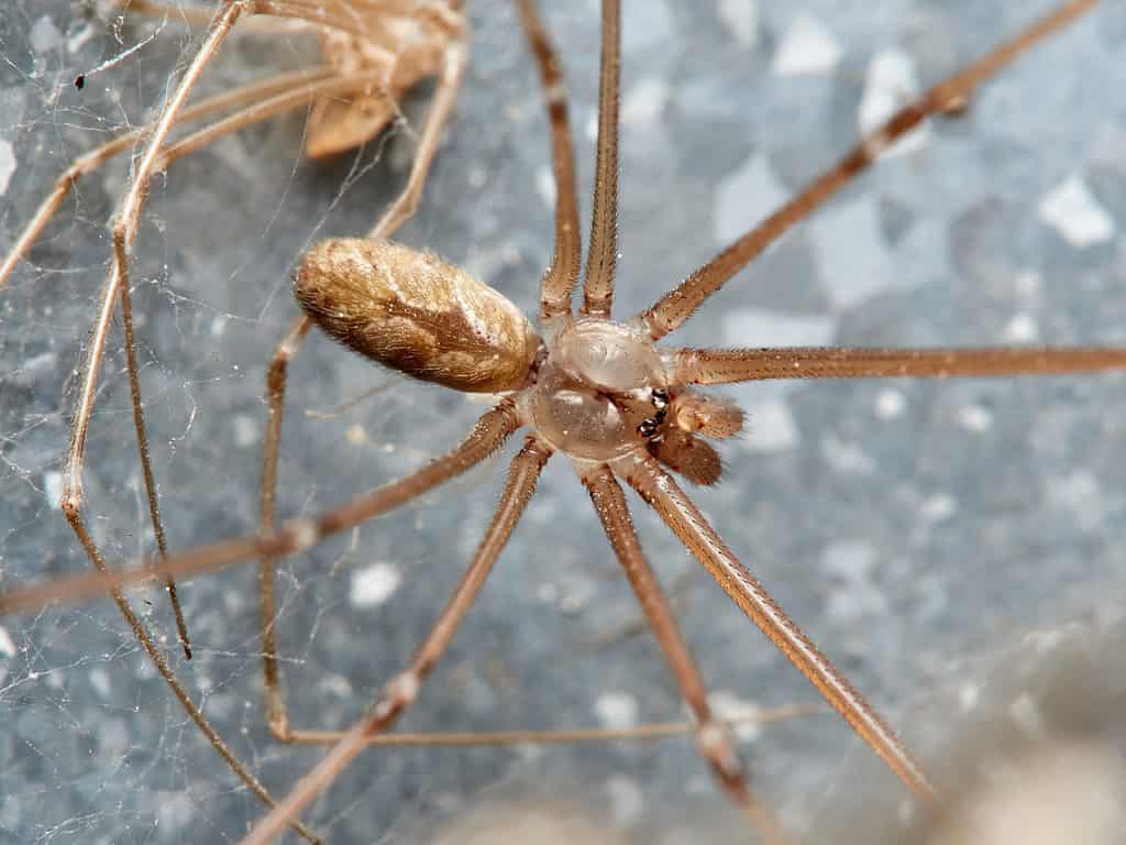 Marbled cellar spider, Holocnemus pluchei