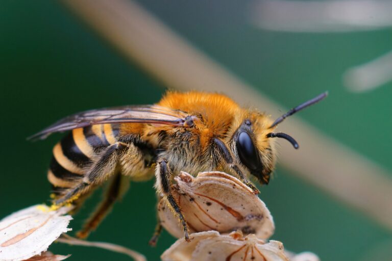 Closeup on a fresh emerged male Ivy bee, Colletes hederae resting on top of a dreid plant. The bee is facing the right frame. The bee's abdomenis vividly striped (banded) black and yellow, Its thorax is covered in dense orange hair (setae).