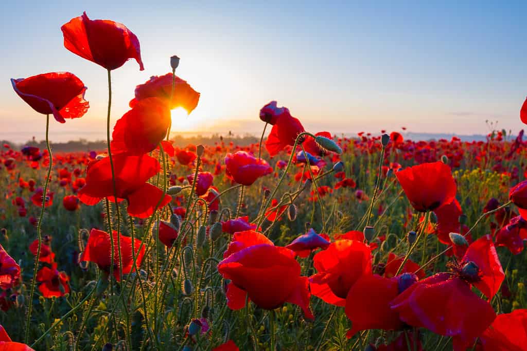 Red poppies are a popular choice for the graves of veterans.