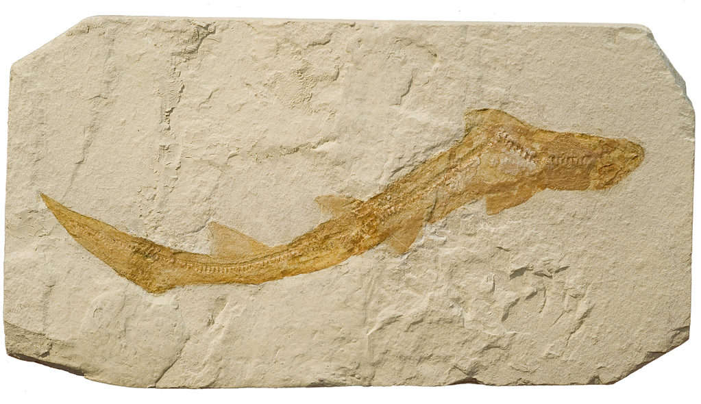 Fossil of a small shark