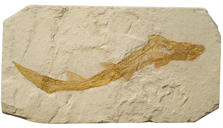 Fossil of a small shark