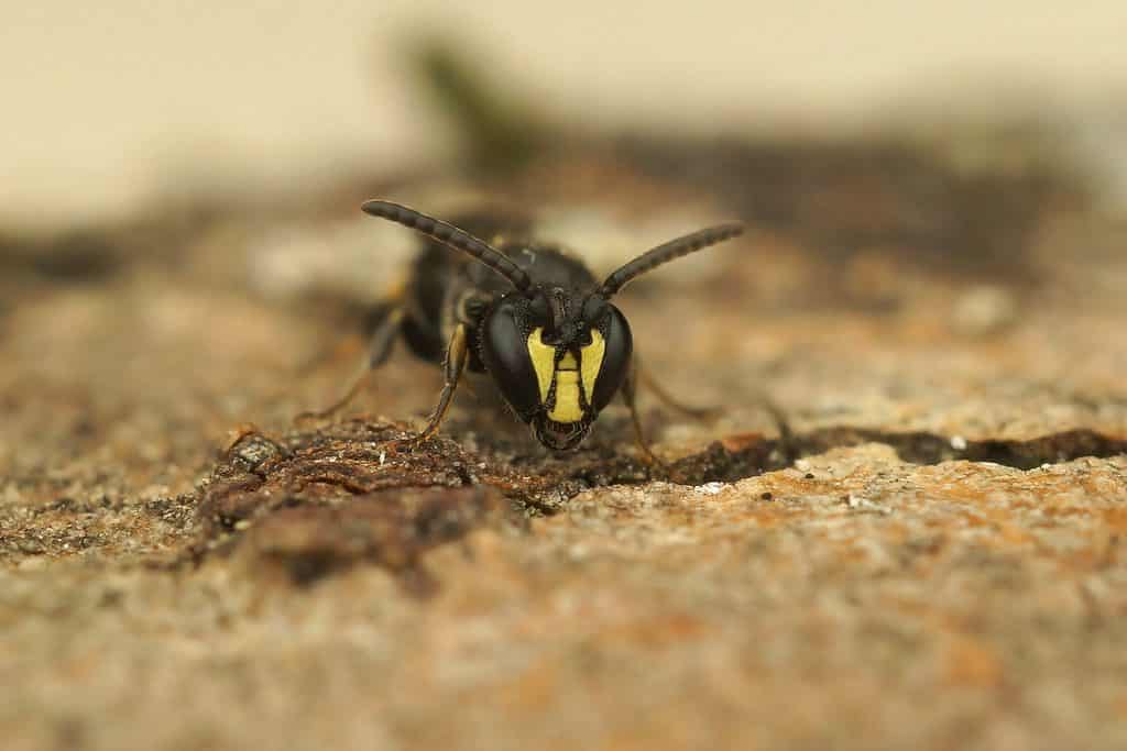 Hylaeus communis. Macro of a yellow-faced bee. The baby is facing the camera and appears to be staring at the lens. The face has three distinct areas of yellow on it there are two antennae sticking out at approximately 45° angle from either side of the head the body is primarily black.