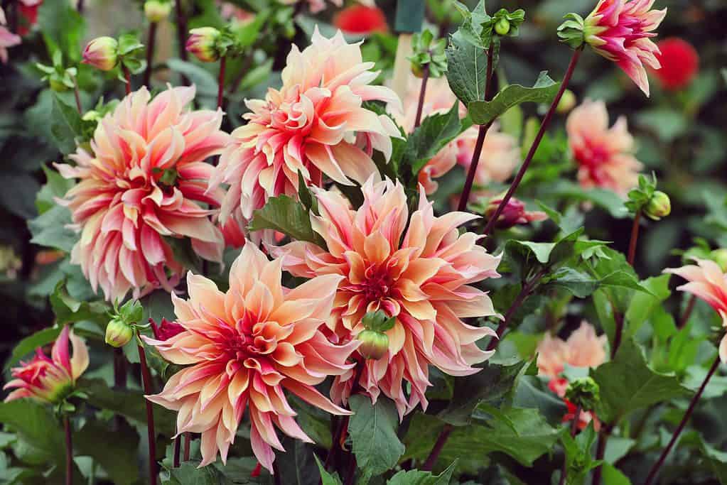 Dahlia 'abyrinth' in flower