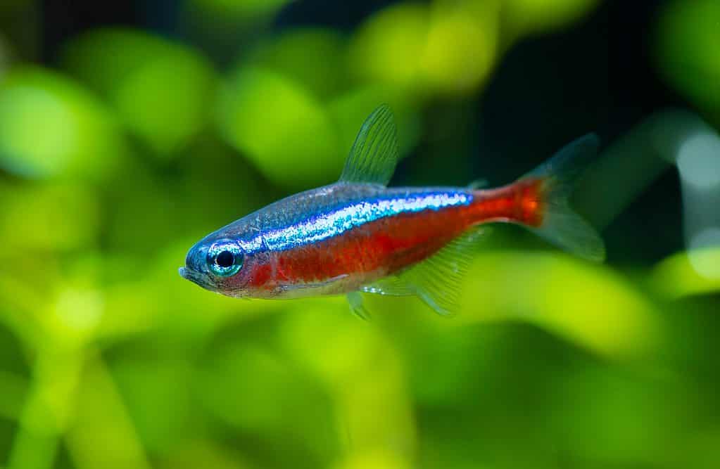 Tetra Fish Facts  Paracheirodon Axelrodi - A-Z Animals