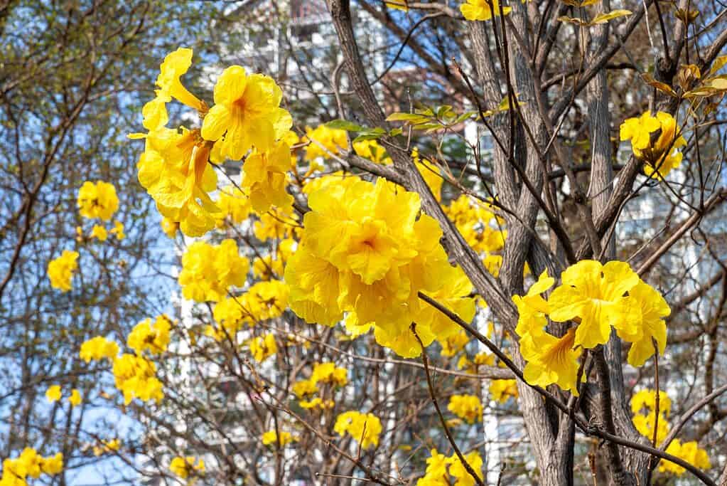 Golden Trumpet Flowers Growing on a Tree
