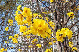 Discover the National Flower of Brazil: The Golden Trumpet Picture