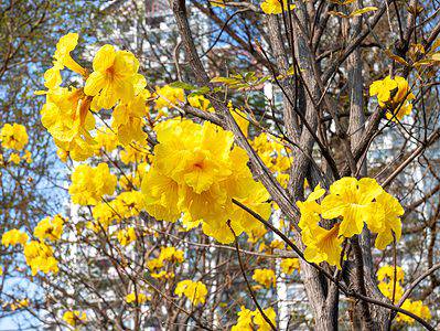A Discover the National Flower of Brazil: The Golden Trumpet
