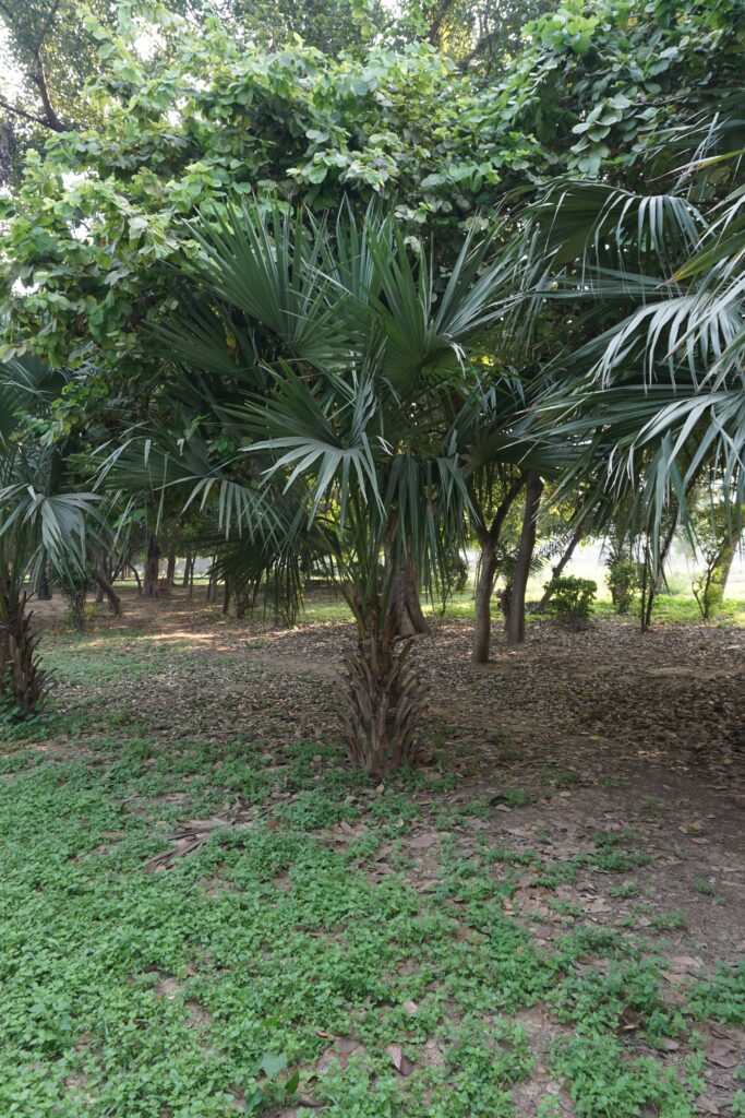 Mazari palm