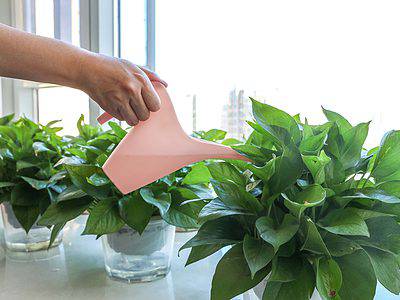 A How Often Should I Water My Pothos?