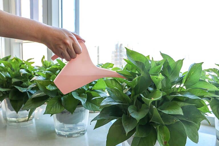 Watering pothos plants