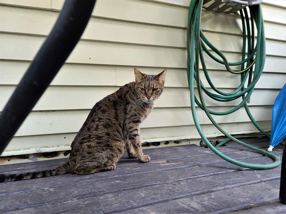 F3 Savannah cat