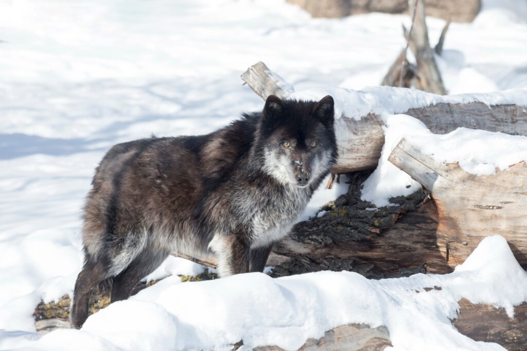 Worlds Largest Timber Wolf