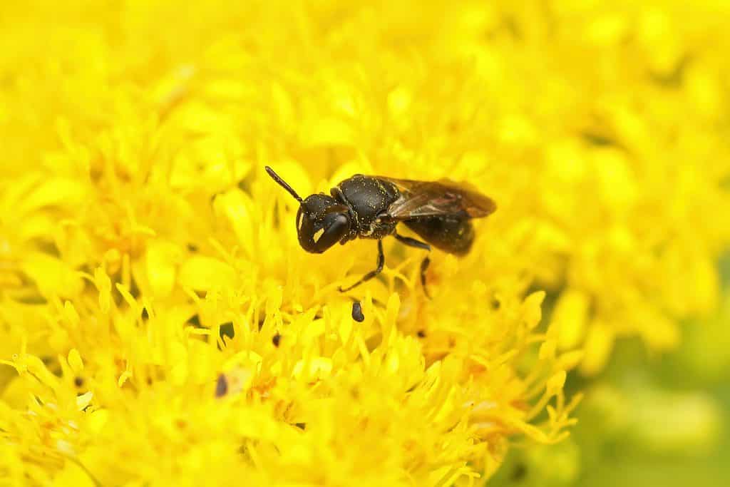 Macro of a female Hylaeus bee on a yellow flower, possibly a chrysanthemum. The bee is primarily black and brown with two triangular shapes of yellow on either side of its face. The bee is facing frame left. The yellow flowers make up the unfocused background