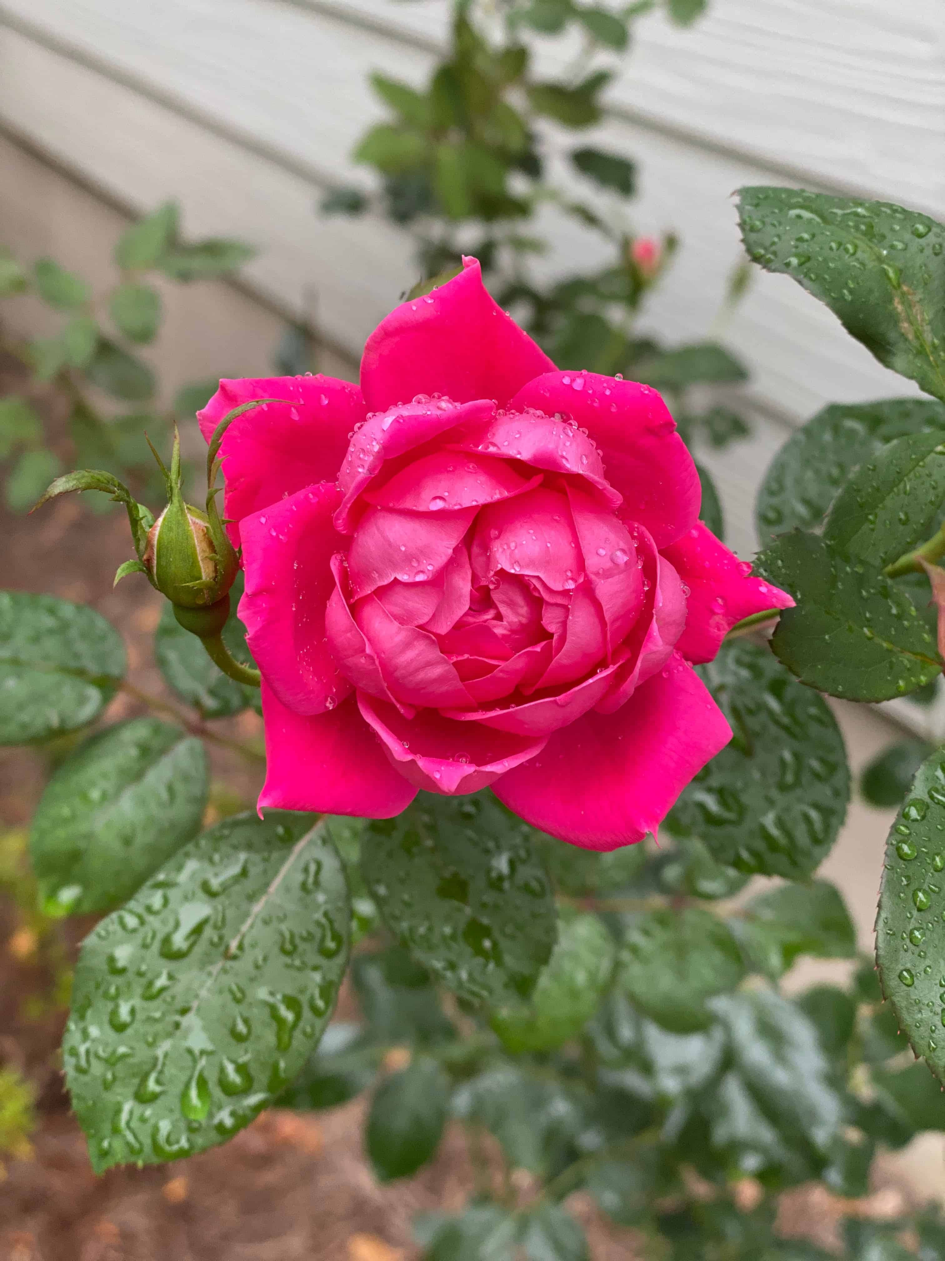 Pink Knockout Rose in a Rain Shower