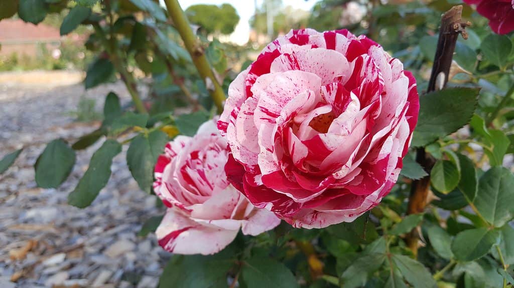 Neil Diamond rose. It is a large deep pink flowers, adorned with white speckle and stripes, varying from dark raspberry to blush white