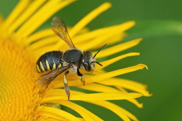 A wool carder bee on a yellow flower. The bee is in the center f the frame and is principally black with yellow markings on its abdomen.