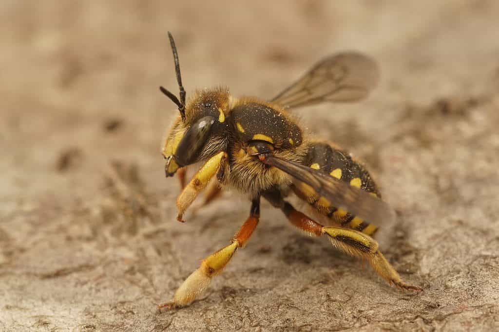 European Wool Carder Bee