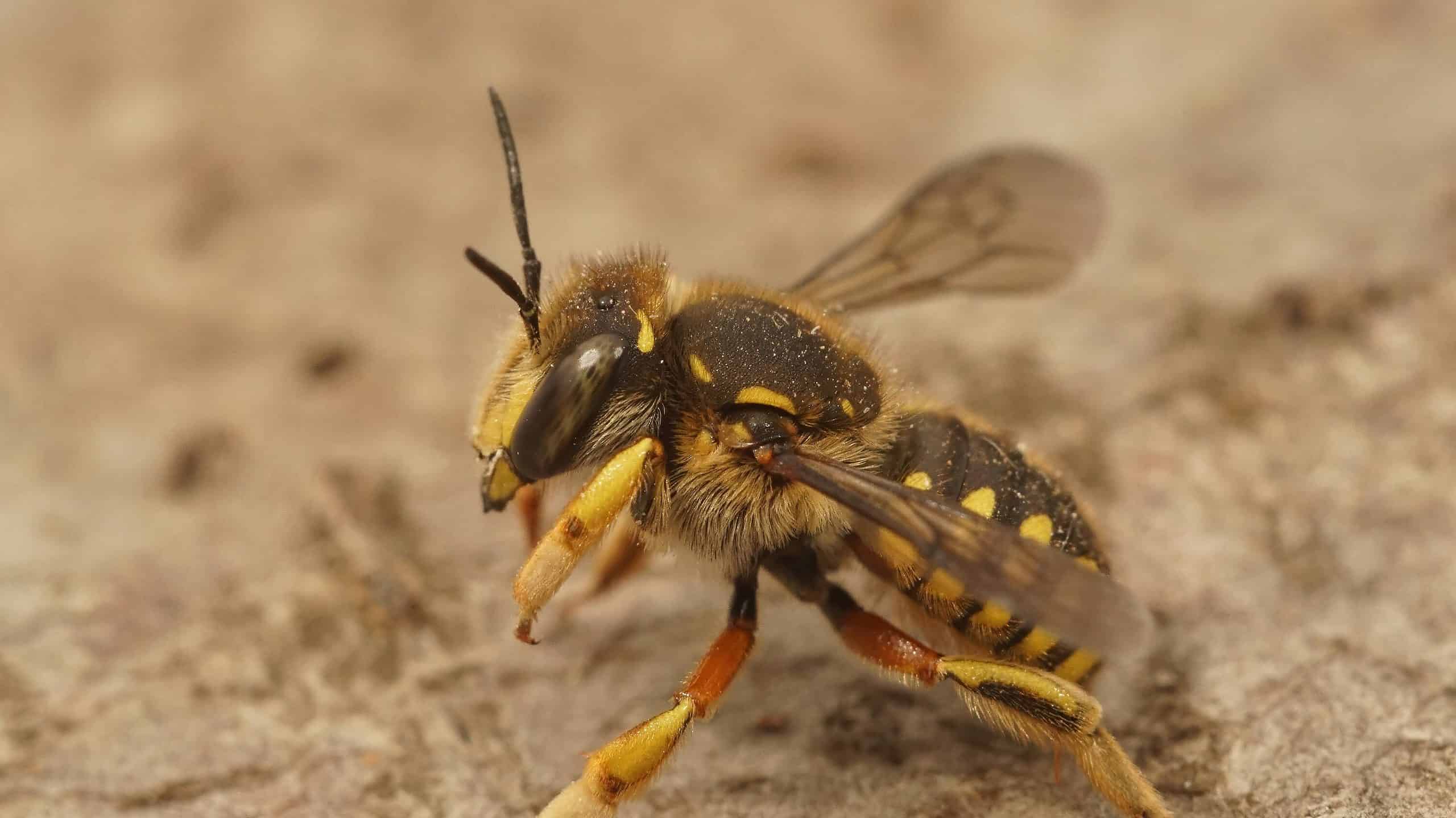 Wool Carder Bee Pictures - AZ Animals