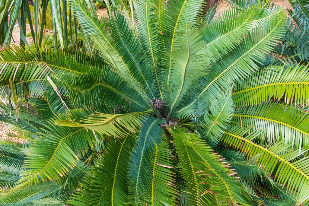 Chestnut Dioon palm