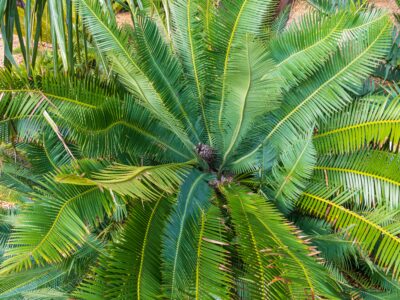 A 19 Palm Plants That Grow Outdoors
