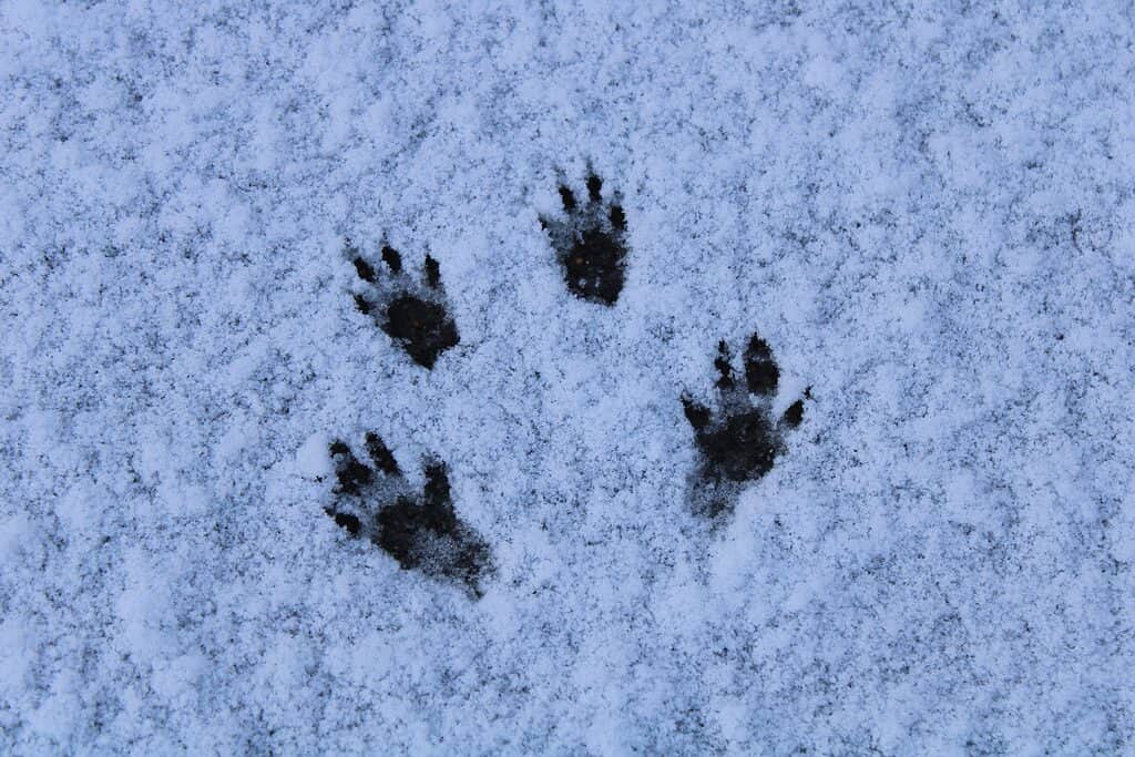 Eastern gray squirrel tracks in snow