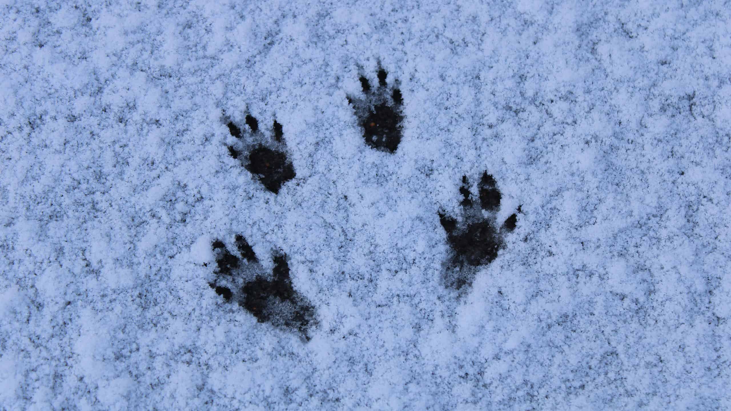 Eastern gray squirrel tracks in snow
