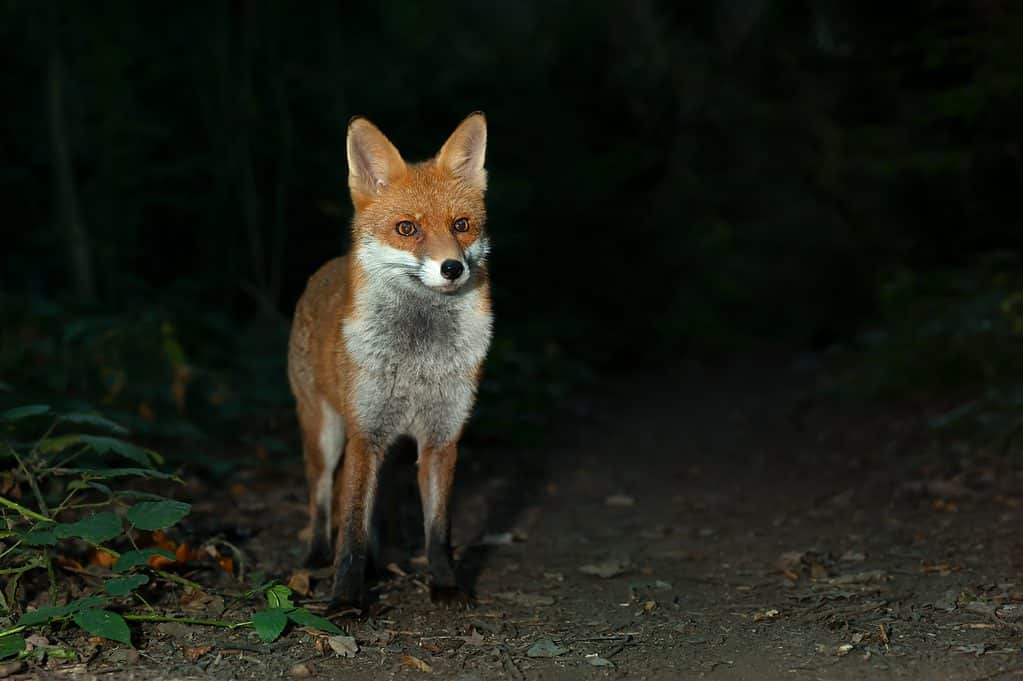 Red Fox vào ban đêm ở Vương quốc Anh