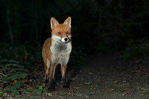 Foxes in Indiana: Types and Where They Live Picture
