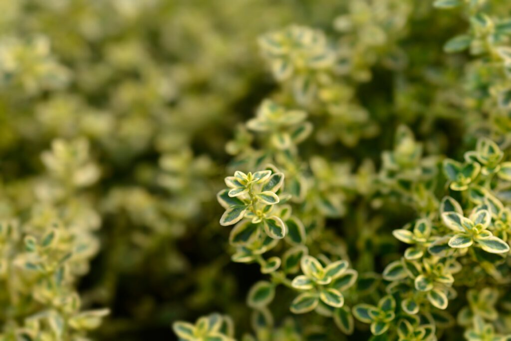 Creeping lemon thyme (Thymus x citriodorus)