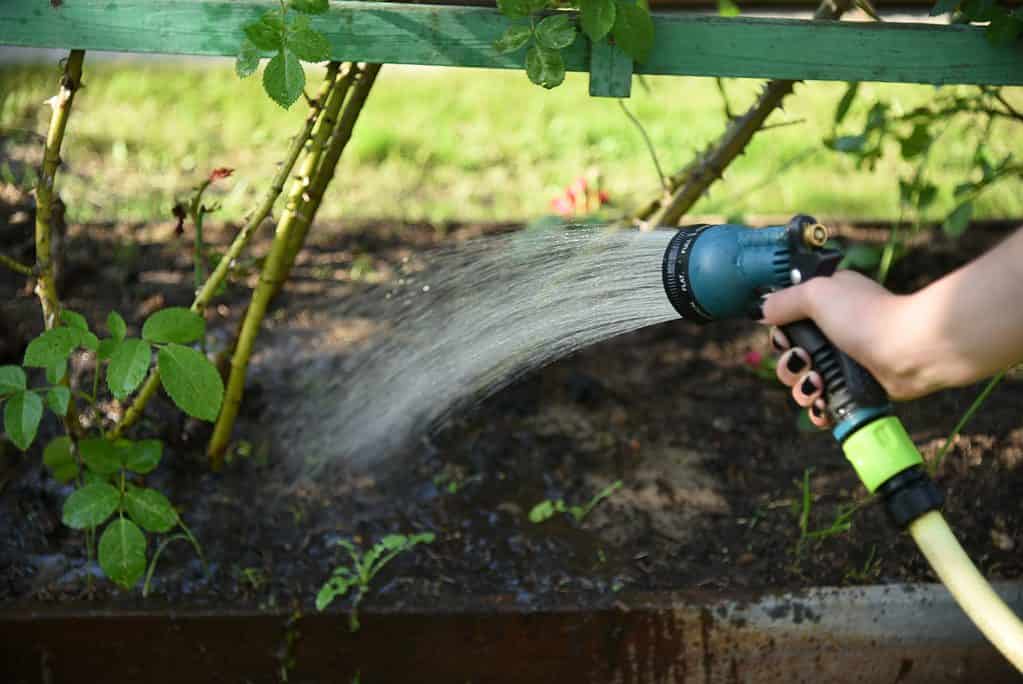 a gardener waters a rose in the garden in summer