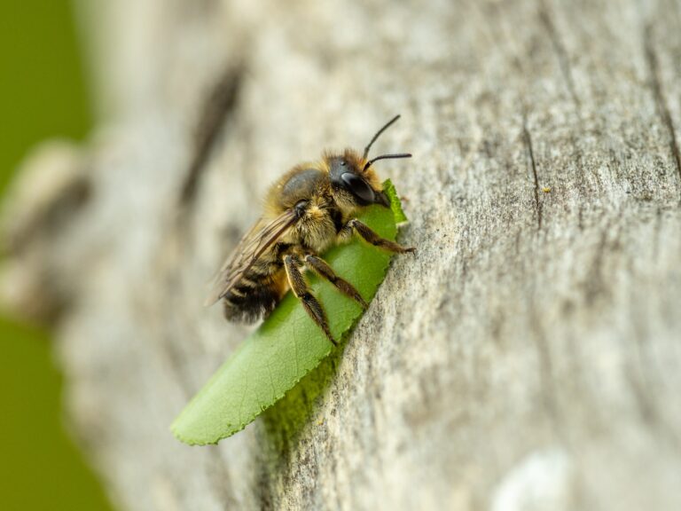A macro shot of a leafcutter bee (Megachile species) seen carrying a leaf back to its nest . The left is green, The bee is black and yellow. Its head is pointing to the right top corner of the frame.