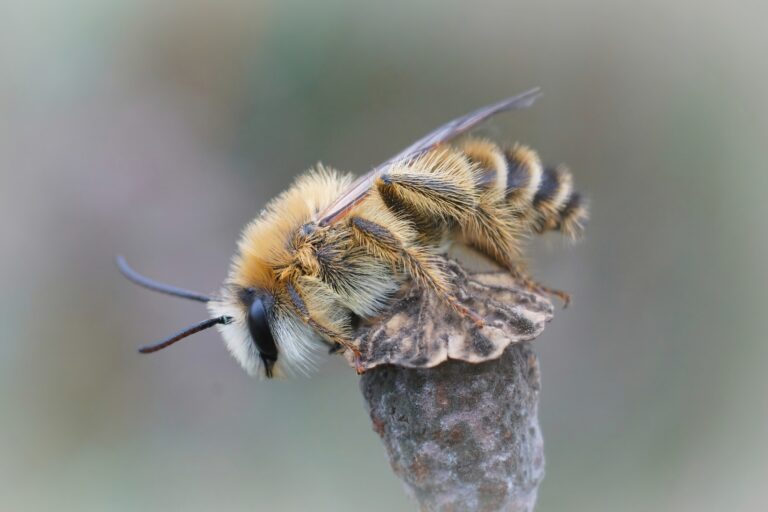 Closeup on a hairy male Pantaloon bee, Dasypodata hirtipes sitting on top of a poppy seed pod. The bee is facing left. It is covered in pale-yellow hairs.