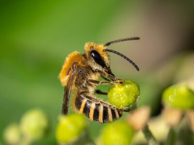 A Ivy Bee