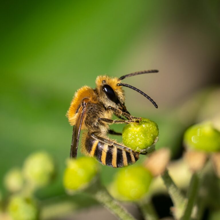 A macro shot of an ivy bee (Colletes hederae), seen nectaring on ivy flowers in September. The bee s 
