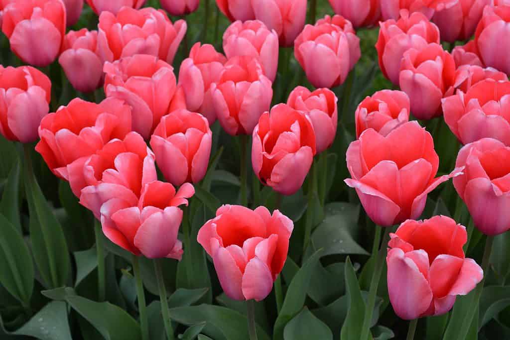 Pink Impressions tulips