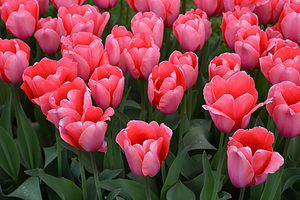 9 Tulips to Plant In Vermont Picture
