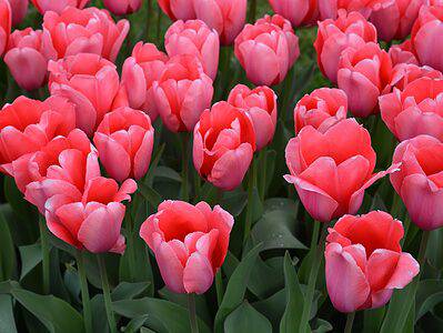 A 9 Tulips to Plant In Vermont