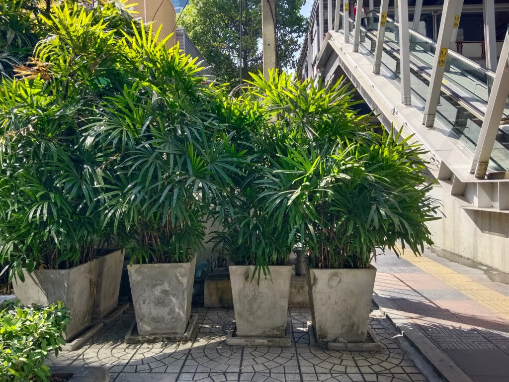 A group of potted Rhapis excelsa or lady palm trees sitting outside in the sunlight.
