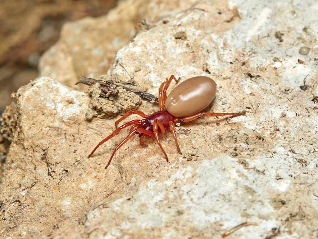 Woodlouse hunter spider (Dysdera crocata)