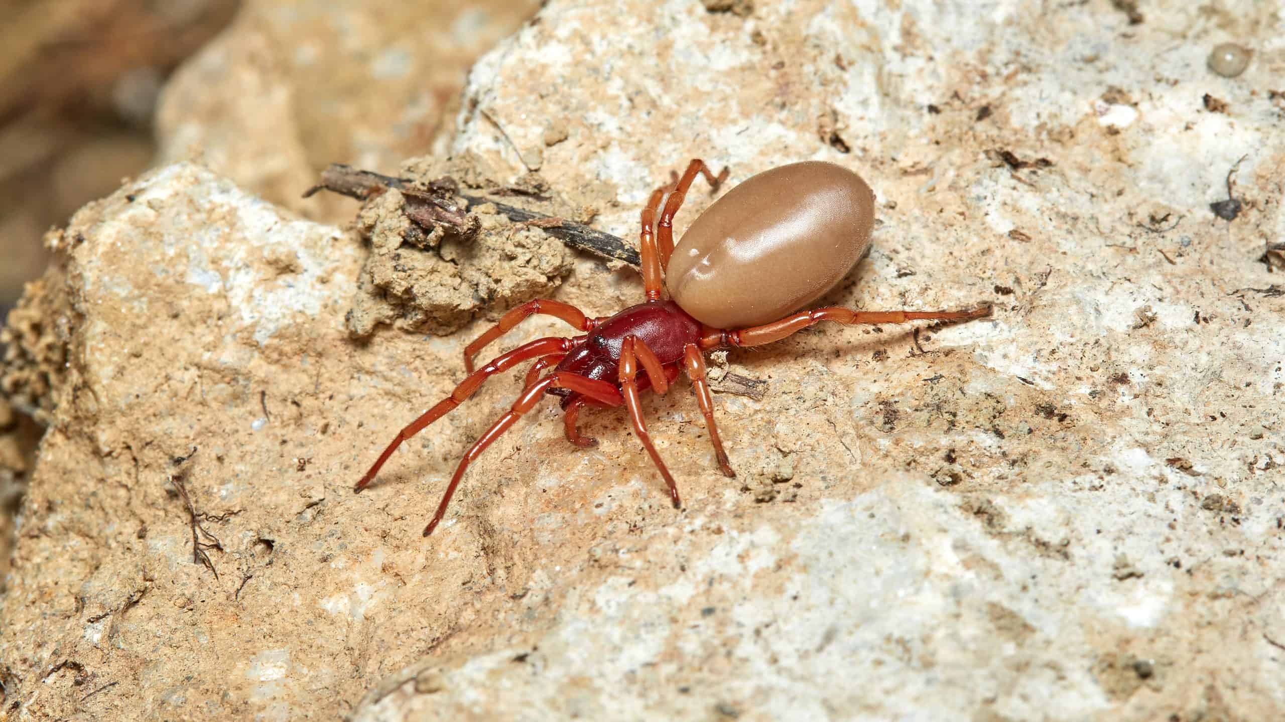 Woodlouse hunter spider (Dysdera crocata)