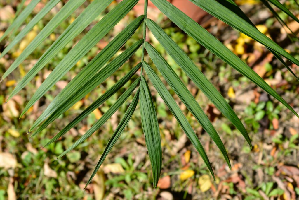 Dwarf bamboo palm